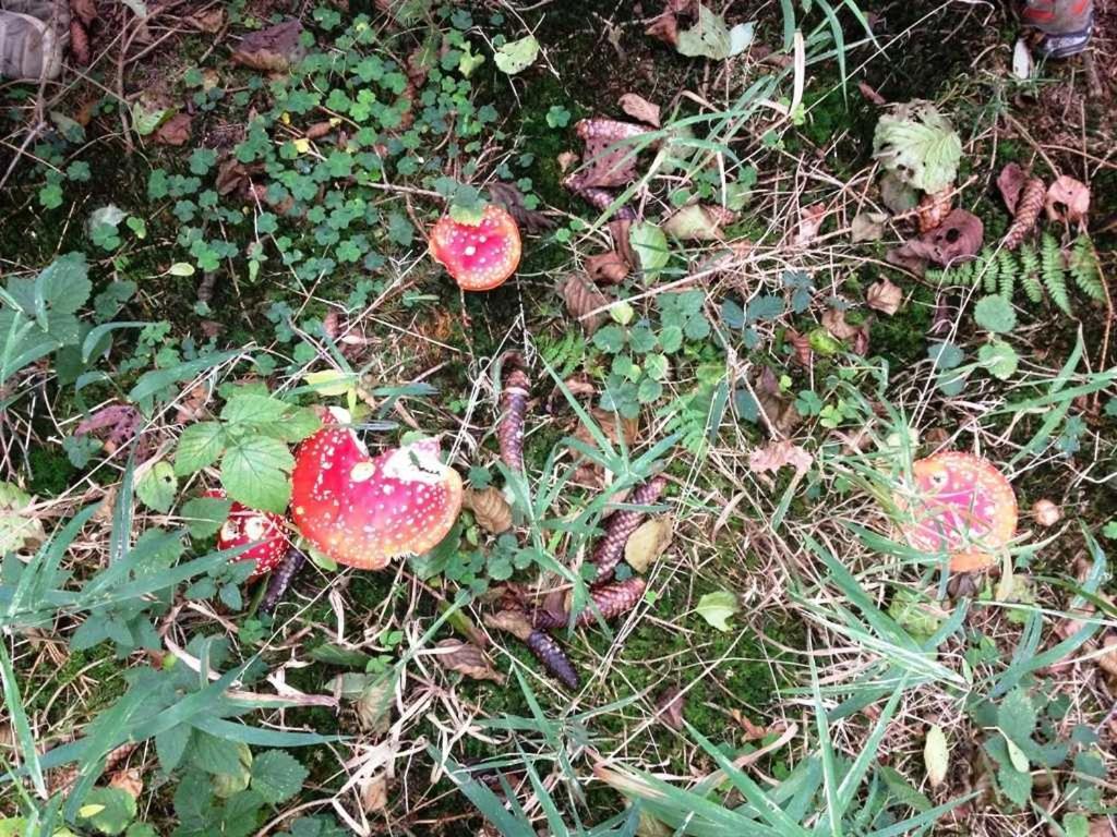 瓦尔德布里克公寓 巴特科尼希 外观 照片